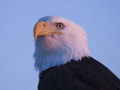 Bald Eagle Screensaver